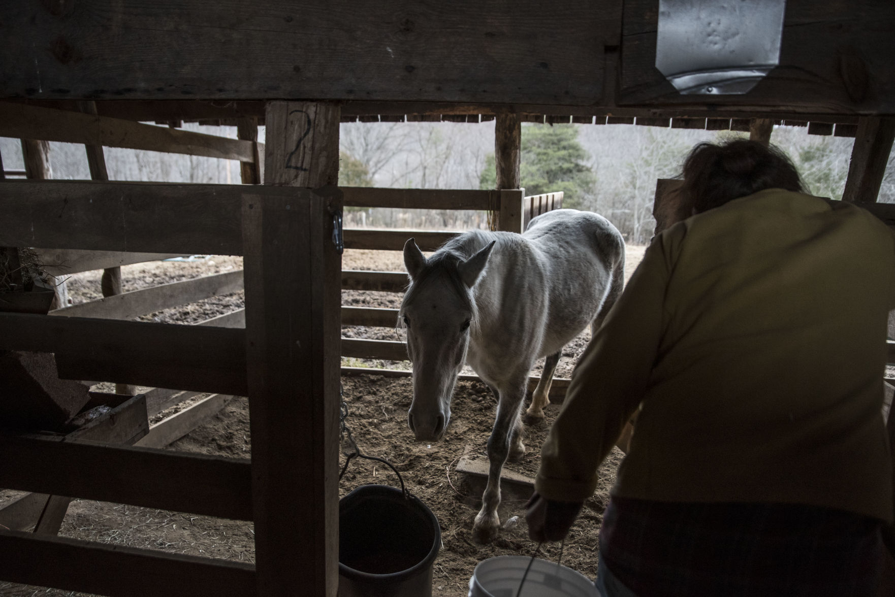 Animal Sanctuary